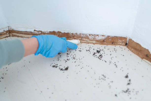 Best Termite Control Services  in Cherryvale, KS